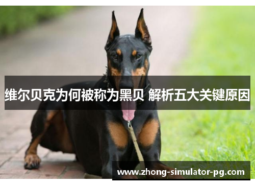 维尔贝克为何被称为黑贝 解析五大关键原因 维尔贝克为何被称为黑贝 解析五大关键原因